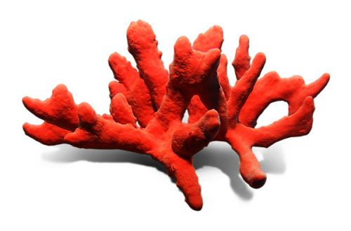 Камень коралл имеет органогенное проихождение. ― Самоцветы мира