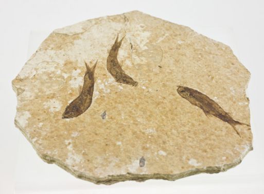 Отпечаток ископаемых рыб Diplomystus и Knightia. США ― Самоцветы мира