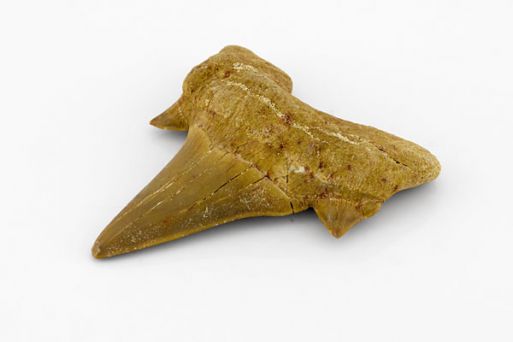 Образец зуб ископаемой акулы 50906 купить в магазине Самоцветы мира
