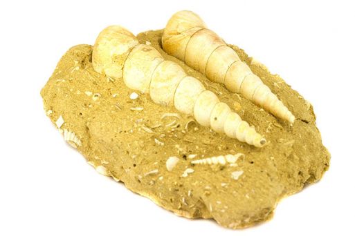 Гастропода Ampulina sp.  Олигоцен 30 млн лет, образец. Франция. Вес 310 гр.