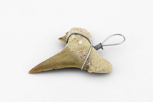 Кулон из зуба ископаемой акулы 57939 купить в магазине Самоцветы мира