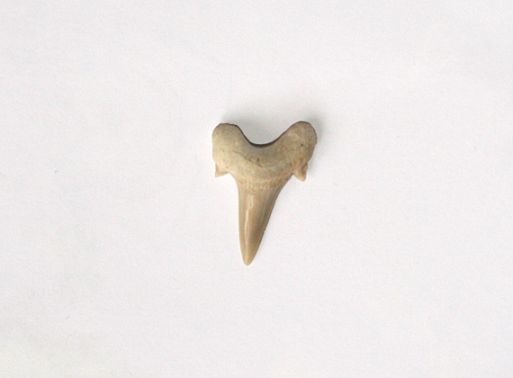 Зуб акулы палеогеновый Марокко кулон ― Самоцветы мира