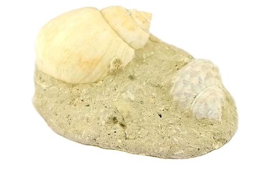 Гастропода Turritella sp. Ampulina sp. олигоцен. 30 млн. лет. Франция.